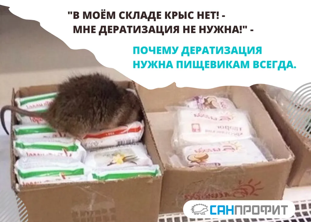 дератизация против вредоносных грызунов в Севастополе