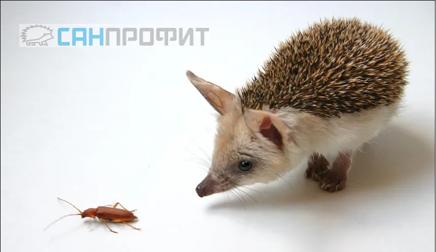 почему обработка от тараканов не помогла в Севастополе